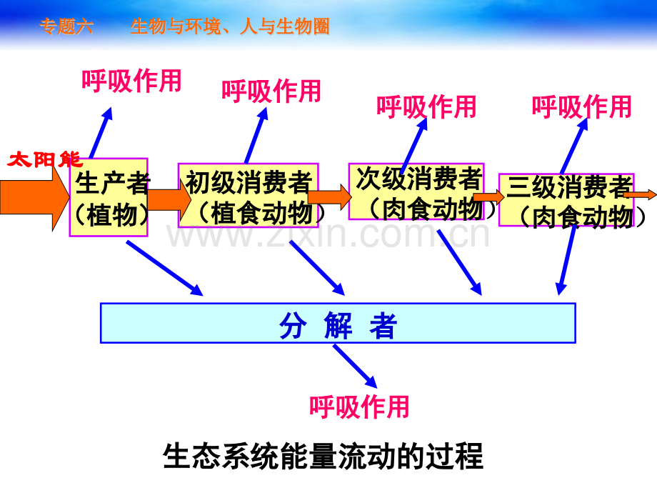 生态系统的功能和稳定性.pptx_第3页