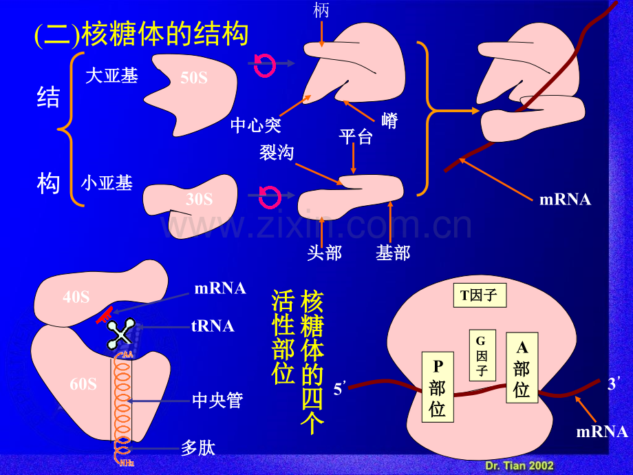 细胞生物学第六章.pptx_第3页