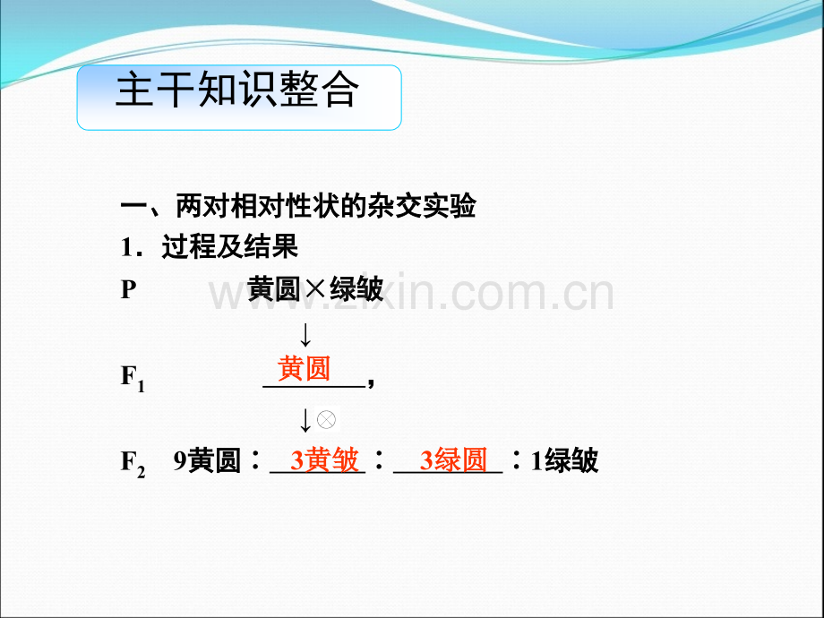 高三生物导学：第五单元第17讲孟德尔豌豆杂交实验二.pptx_第2页