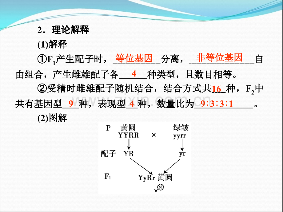 高三生物导学：第五单元第17讲孟德尔豌豆杂交实验二.pptx_第3页