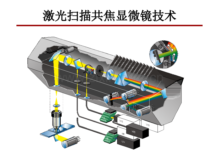 激光扫描共焦显微镜技术.pptx_第3页