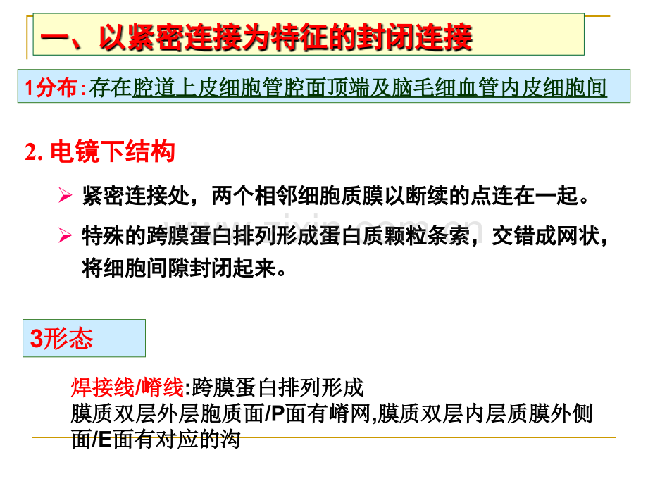 细胞连接与细胞粘连2.pptx_第1页