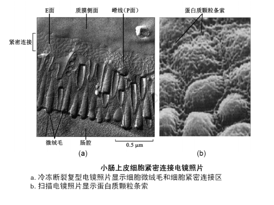 细胞连接与细胞粘连2.pptx_第2页