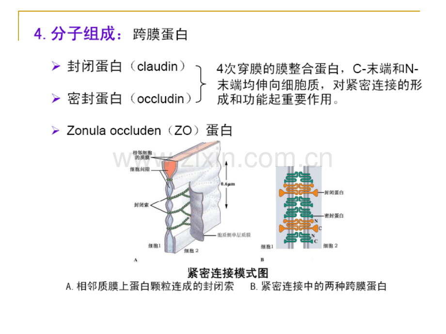 细胞连接与细胞粘连2.pptx_第3页