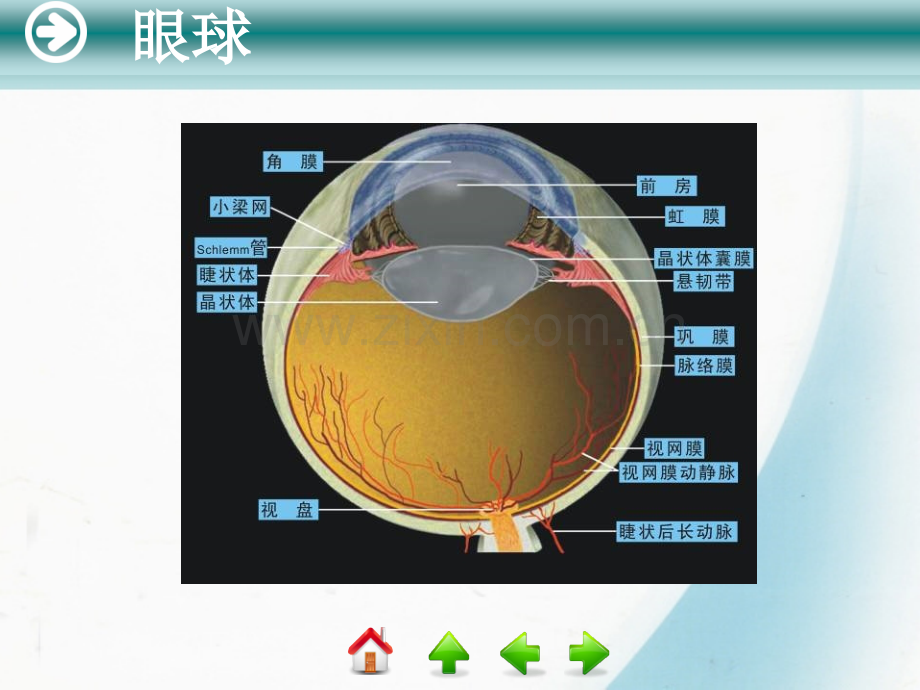 眼的应用解剖与生理.pptx_第2页