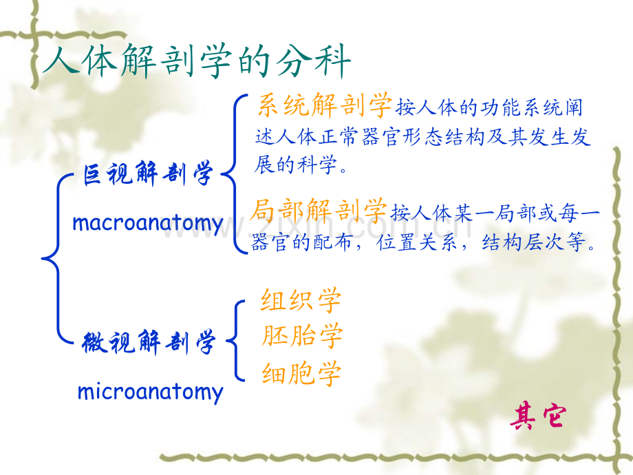 系统解剖学课件.pptx_第2页