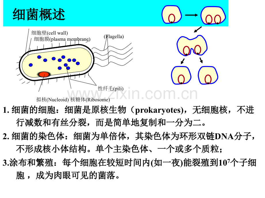 细菌和噬菌体的遗传分析.pptx_第1页