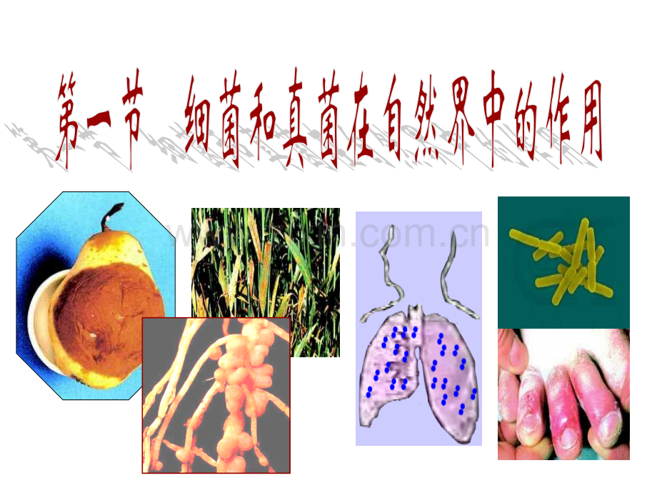 细菌和真菌在自然界中的作用潘.pptx_第3页