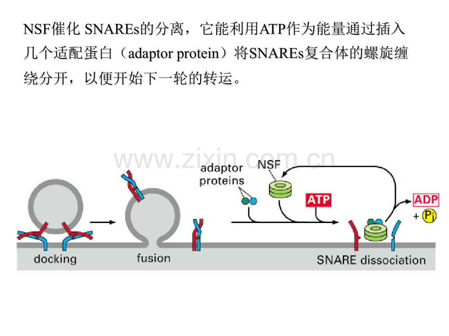 细胞质基质与---细胞内膜系统.pptx_第3页