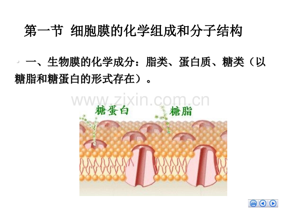 细胞膜的分子生物学.pptx_第2页