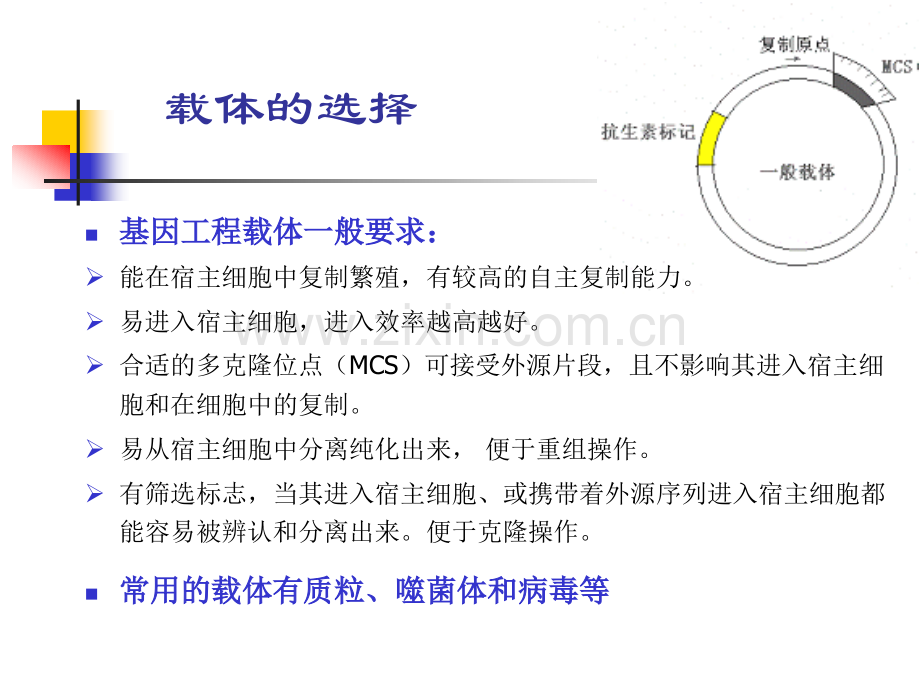 目的基因的克隆.pptx_第1页