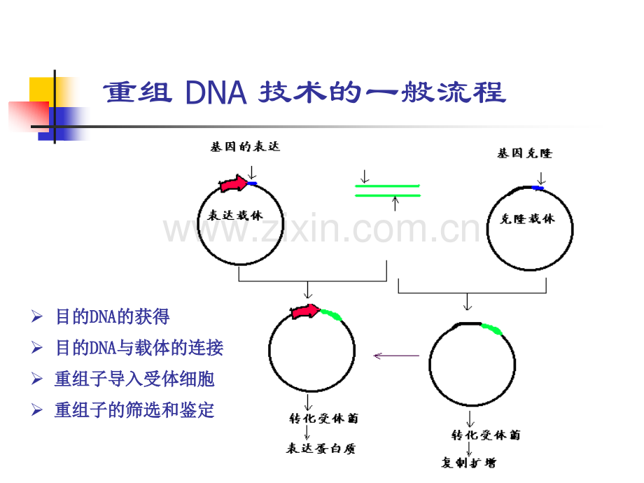 目的基因的克隆.pptx_第2页