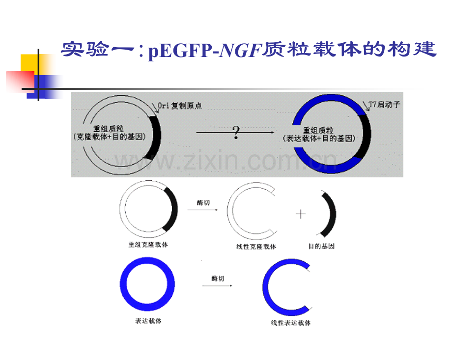 目的基因的克隆.pptx_第3页