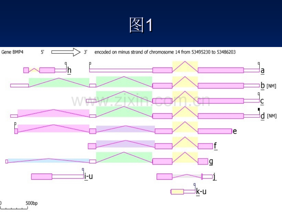 猪BMP4基因转录体结构的生物信息学分析.pptx_第3页