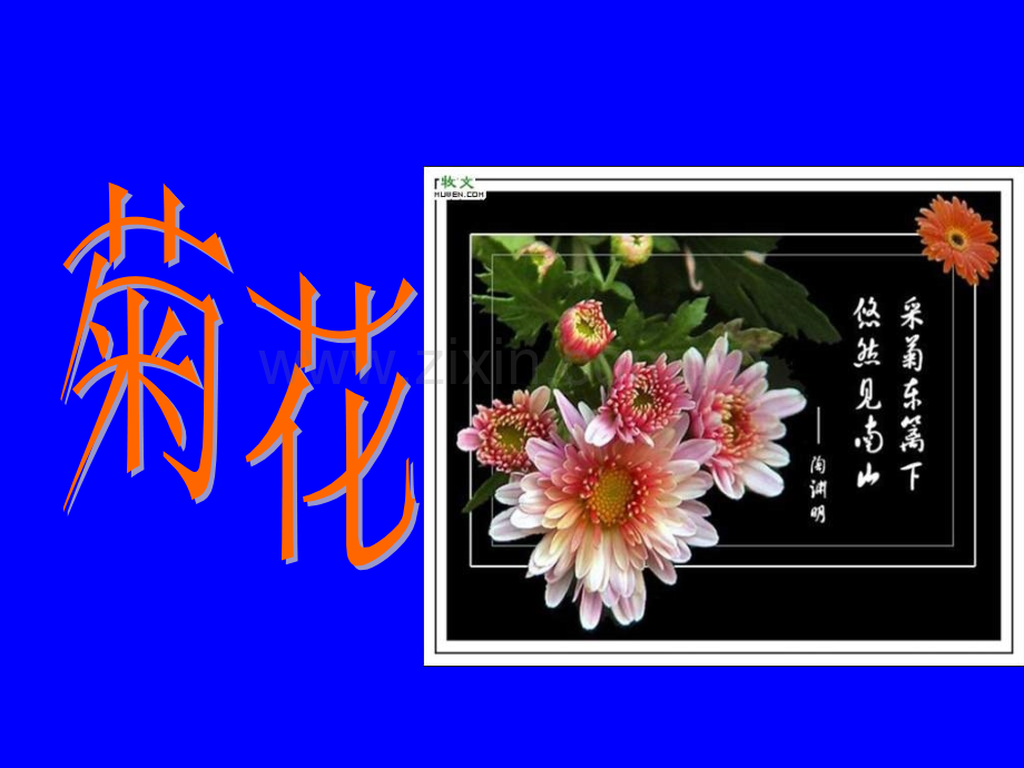 花卉学之露地宿根花卉.pptx_第1页