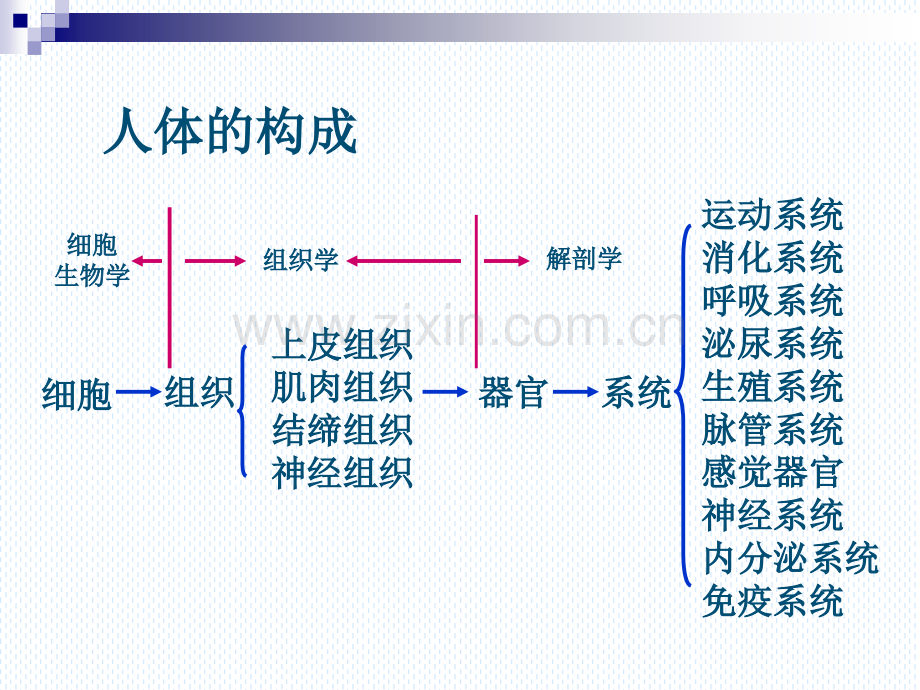 绪论骨总躯上肢.pptx_第1页