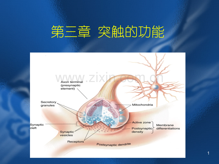 突触的功能.pptx_第1页