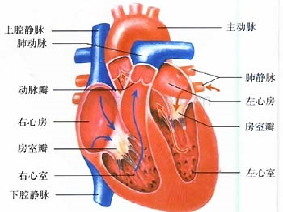 23妊娠合并心脏病肝炎医学PPT课件.ppt_第2页