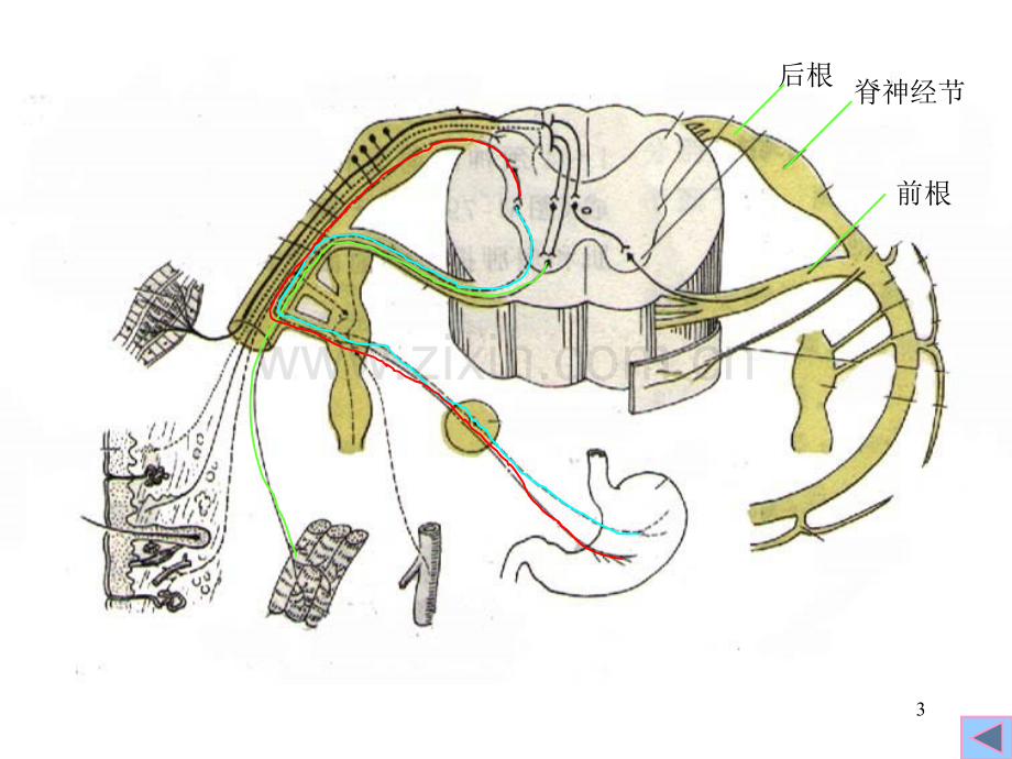 第二章-周围神经系统.pptx_第3页