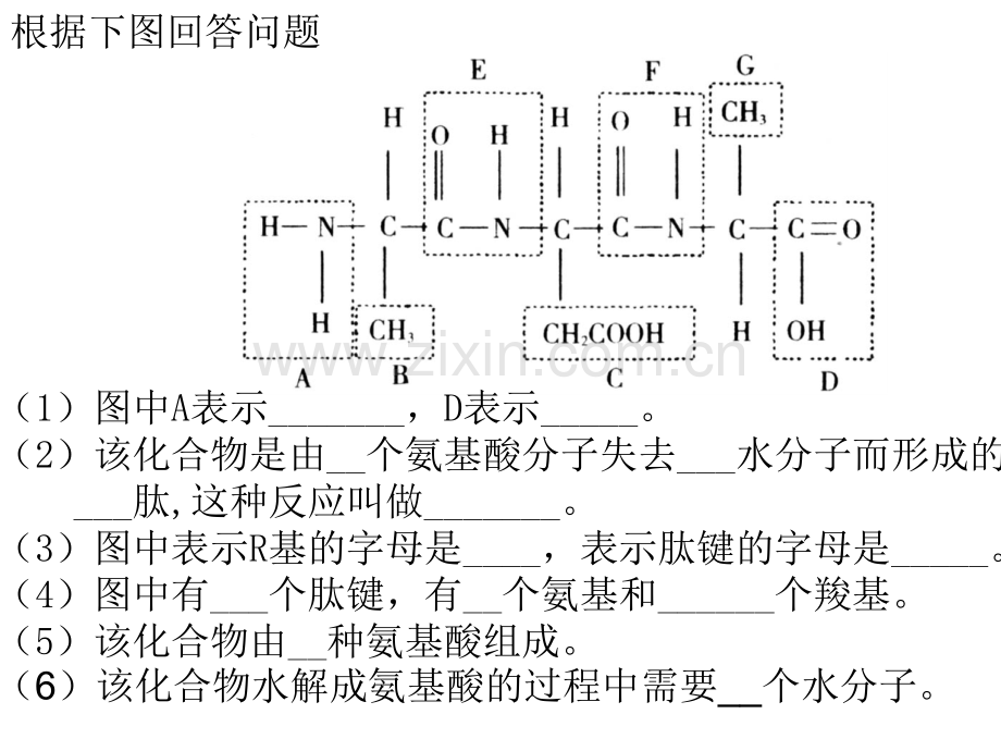 细胞的基本结构--副本.pptx_第1页