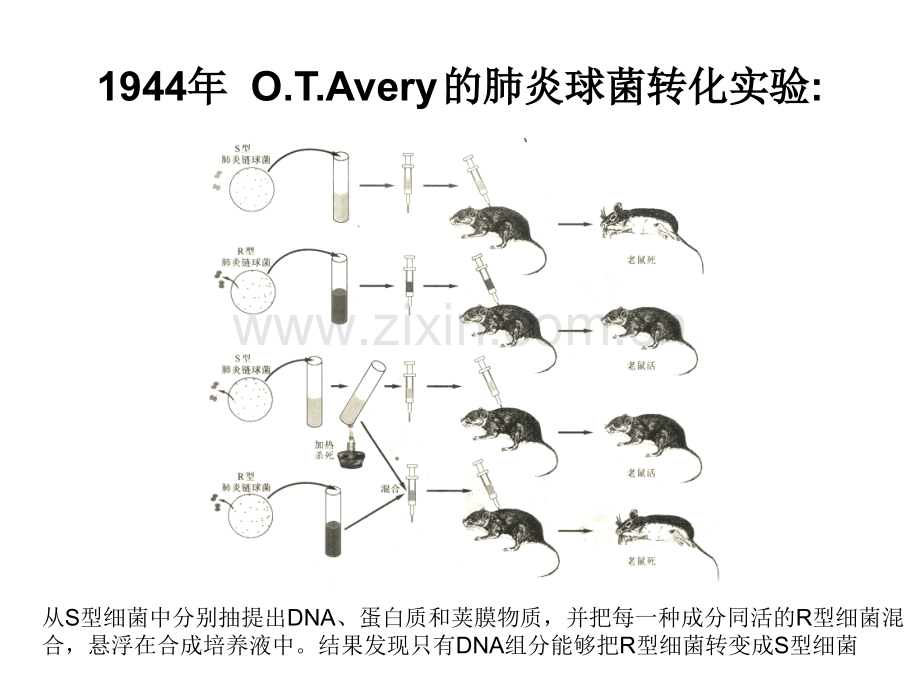 重组DNA技术20110413-分子生物学.pptx_第2页