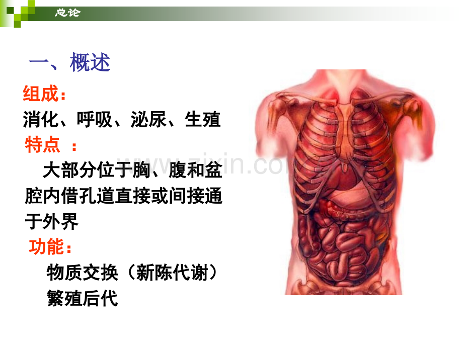 系统解剖学消化系统wzf.pptx_第2页