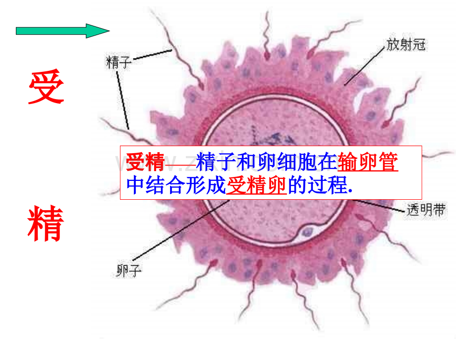 新生命的诞生-时.pptx_第3页