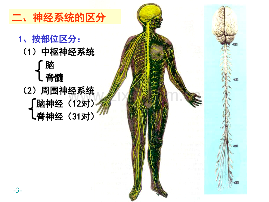 系统解剖学神经系统概述脊髓结构.pptx_第3页