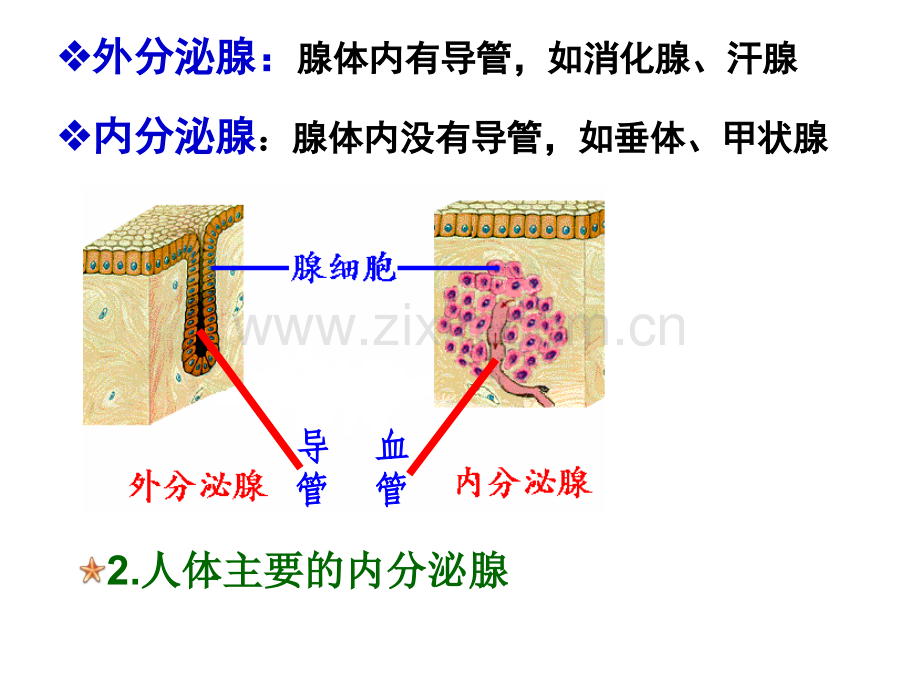 激素调节文科黄.pptx_第3页