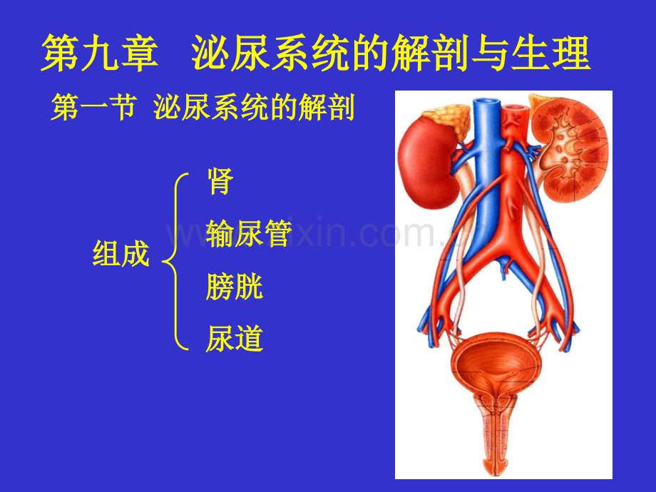 泌尿系统解剖与生理.pptx_第1页