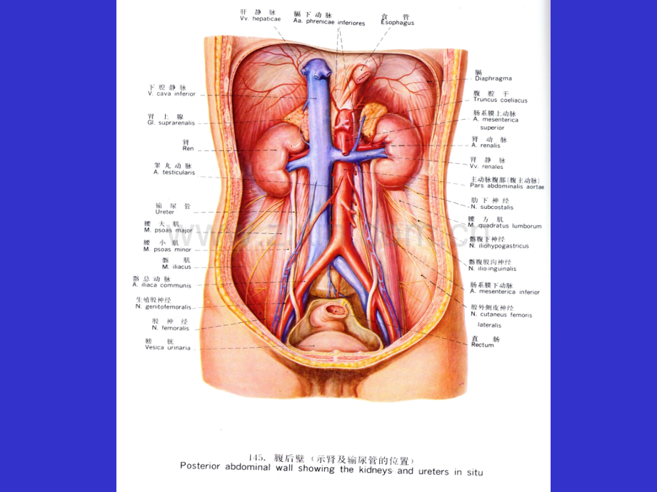 泌尿系统解剖与生理.pptx_第2页