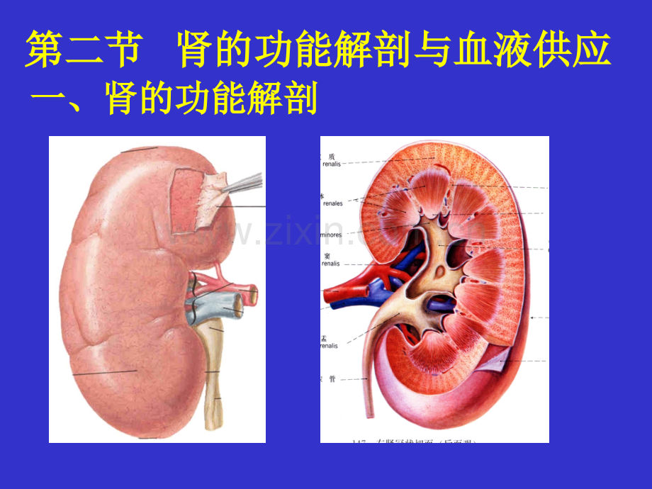 泌尿系统解剖与生理.pptx_第3页