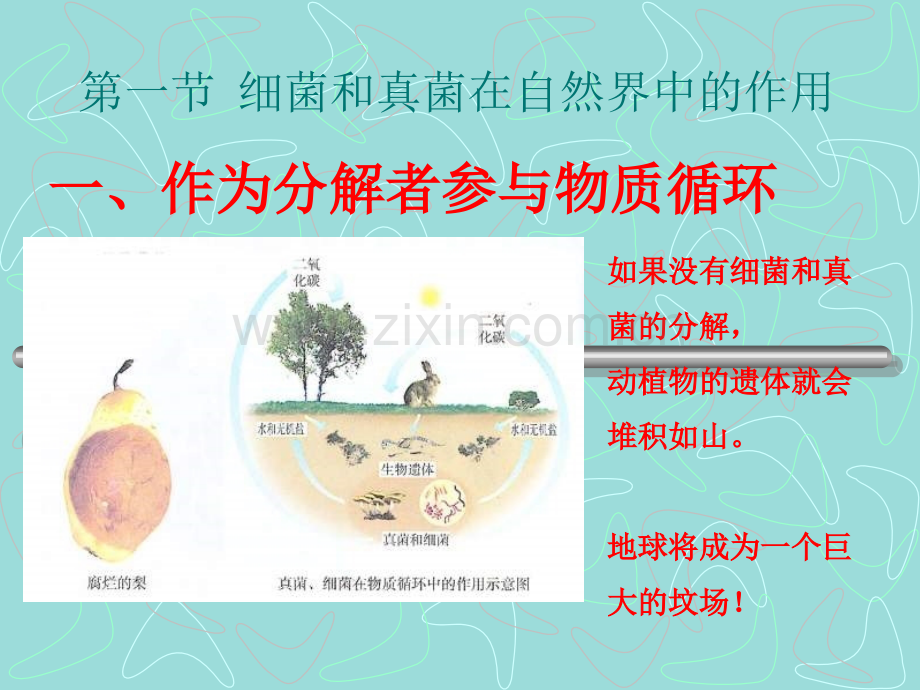 细菌和真菌在生物圈中的作用新.pptx_第2页