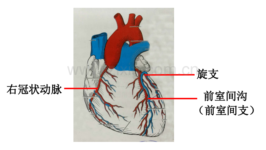 系统解剖学心脏结构框架.pptx_第3页