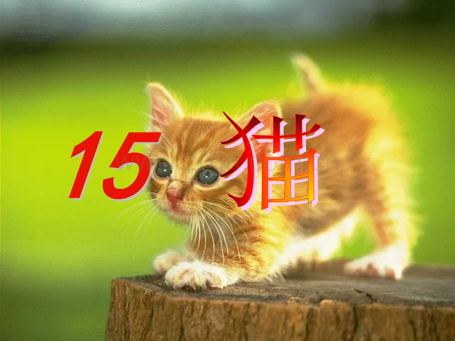 猫教学四年级上语文.pptx_第3页