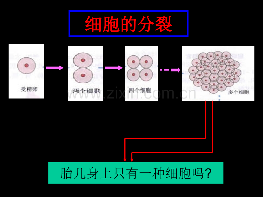 细胞的生命历程1.pptx_第3页