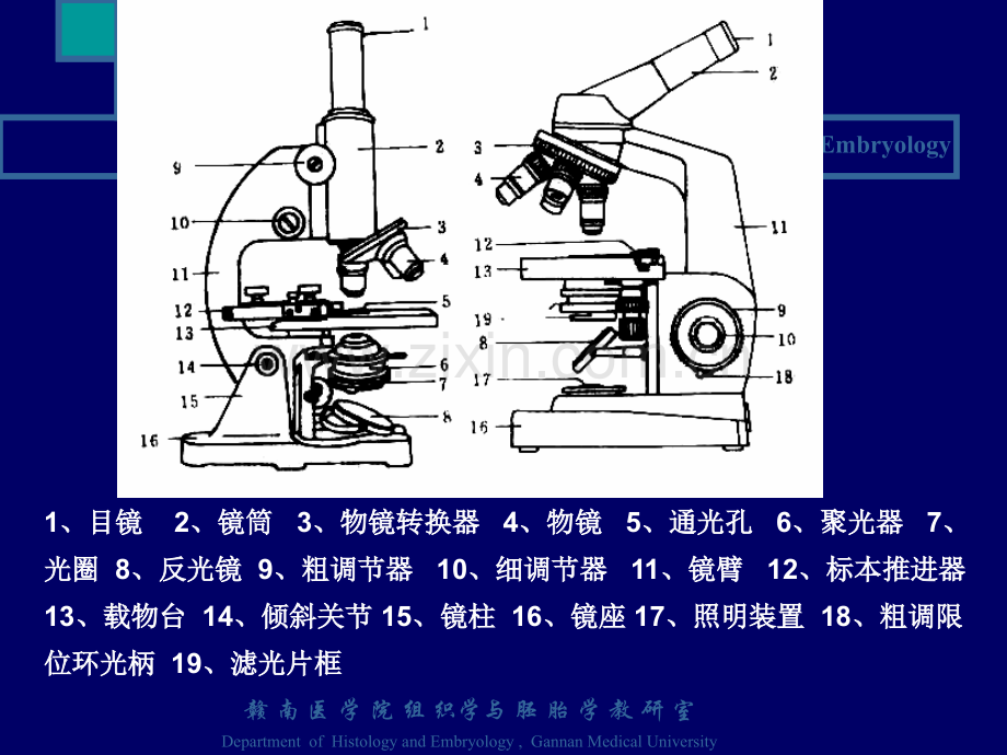 绪论和上皮结缔肌2008专.pptx_第3页