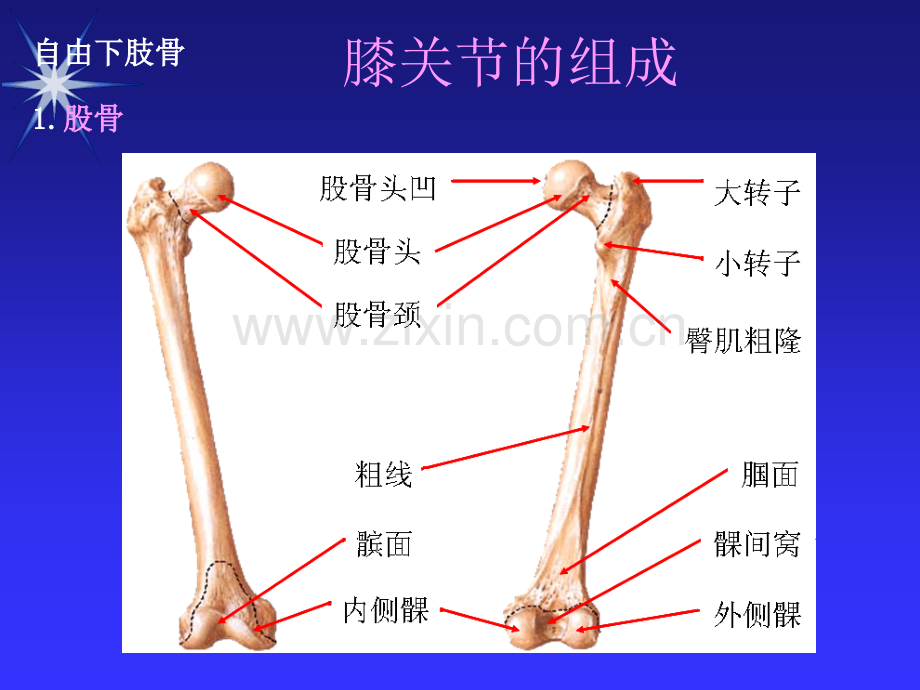 膝关节疾病的诊治.pptx_第2页