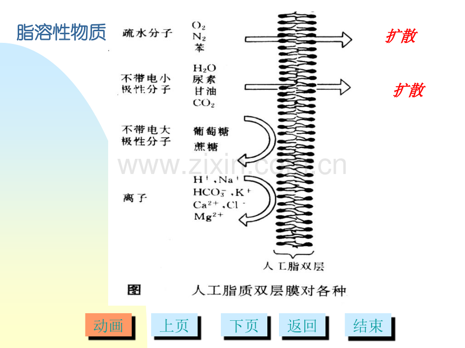 细胞的物质运输多媒体.pptx_第3页