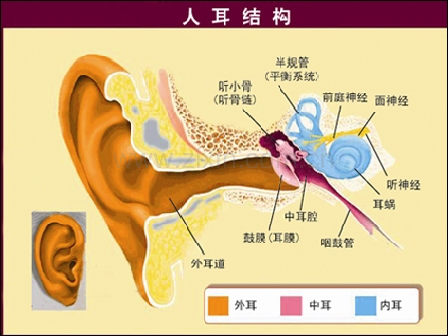 老年耳聋.pptx_第2页