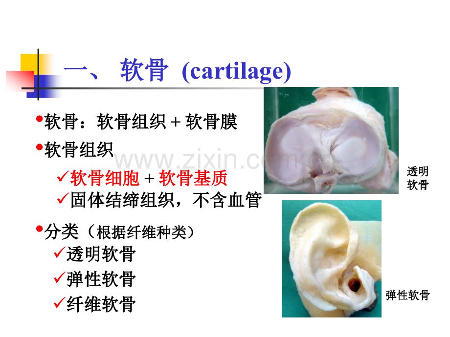 第6章软骨和骨.pptx_第2页