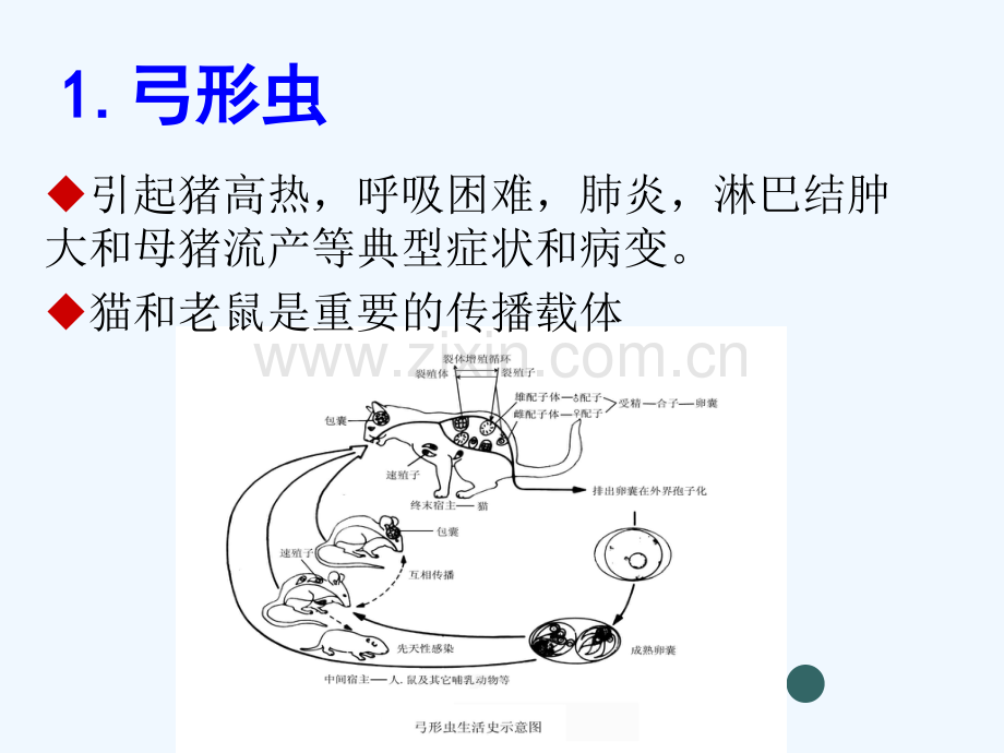 猪场寄生虫病及驱虫方案.pptx_第2页