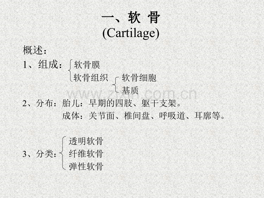 软骨和骨五年制.pptx_第2页