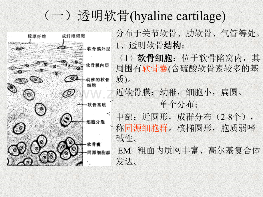 软骨和骨五年制.pptx_第3页