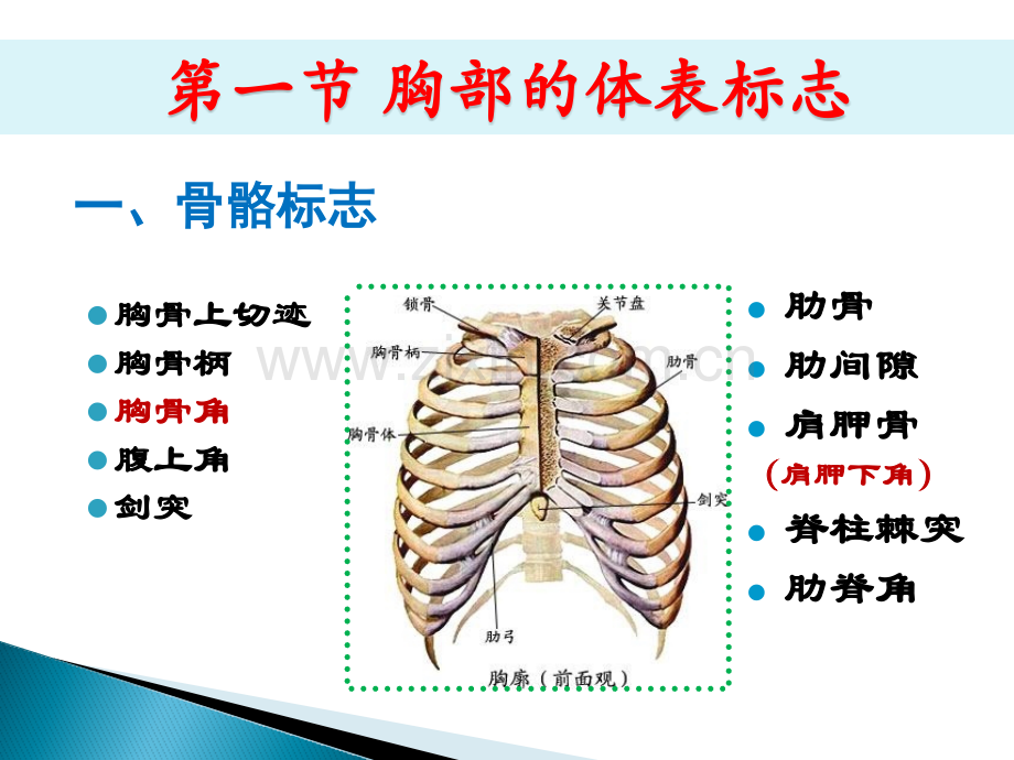 诊断学教学胸部查体.pptx_第3页