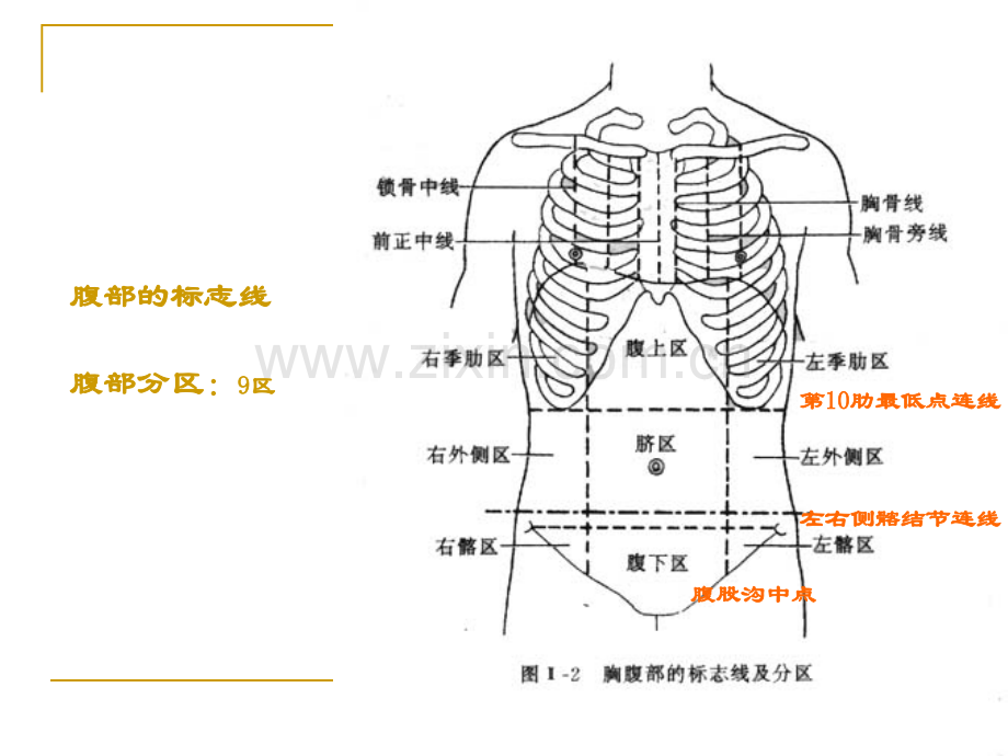 进行物质代谢的结构体系.pptx_第3页