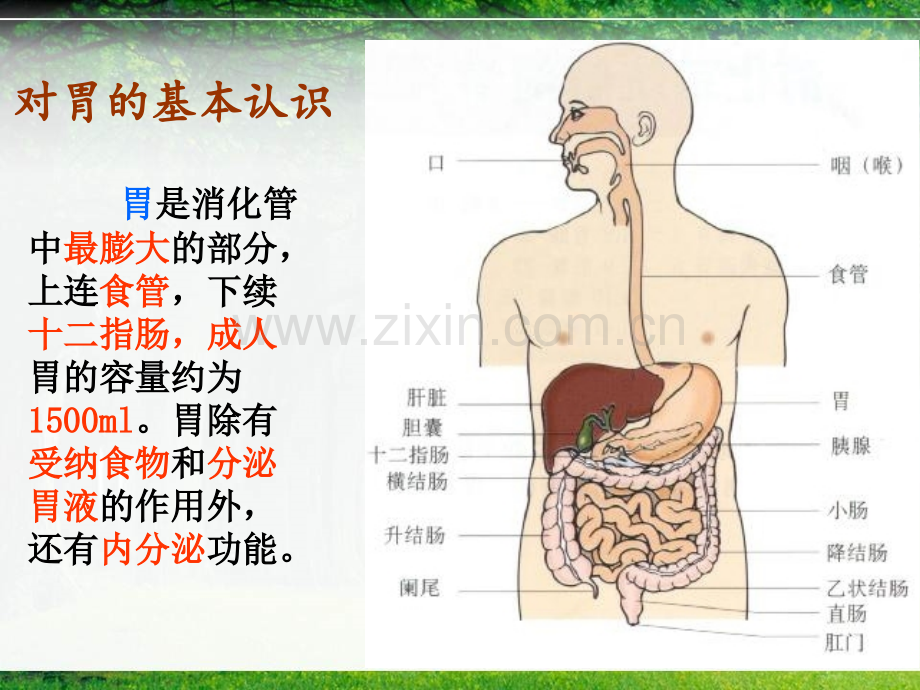 系统解剖学——胃.pptx_第2页