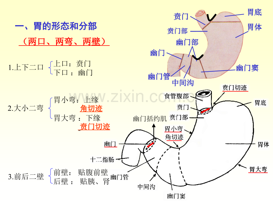 系统解剖学——胃.pptx_第3页