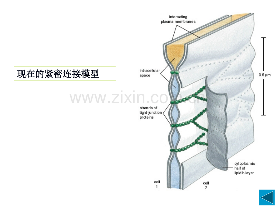 细胞社会的联系细胞连接细胞黏着和细胞外基质2.pptx_第2页