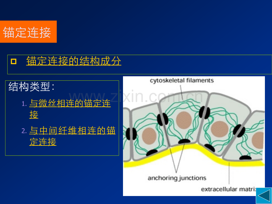 细胞社会的联系细胞连接细胞黏着和细胞外基质2.pptx_第3页